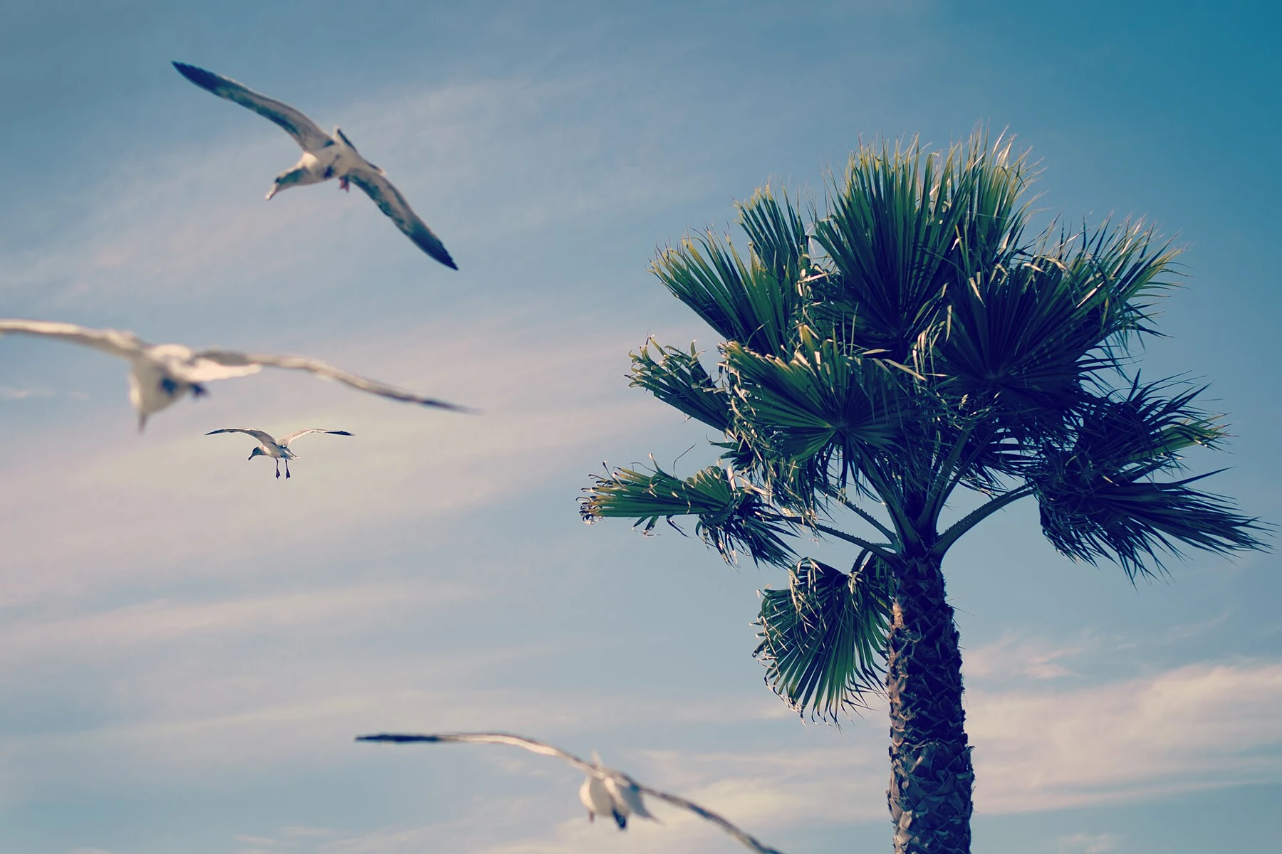 Seabirds and a palm at Shell Beach