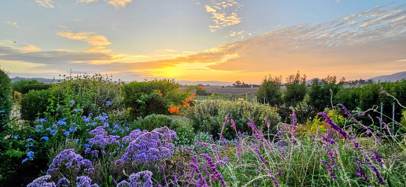 Sunset with purple flowers in the foreground
